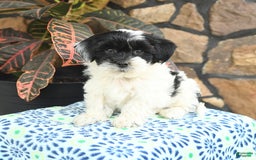 Teddy Bear dogs for sale: Blazer - Image 2
