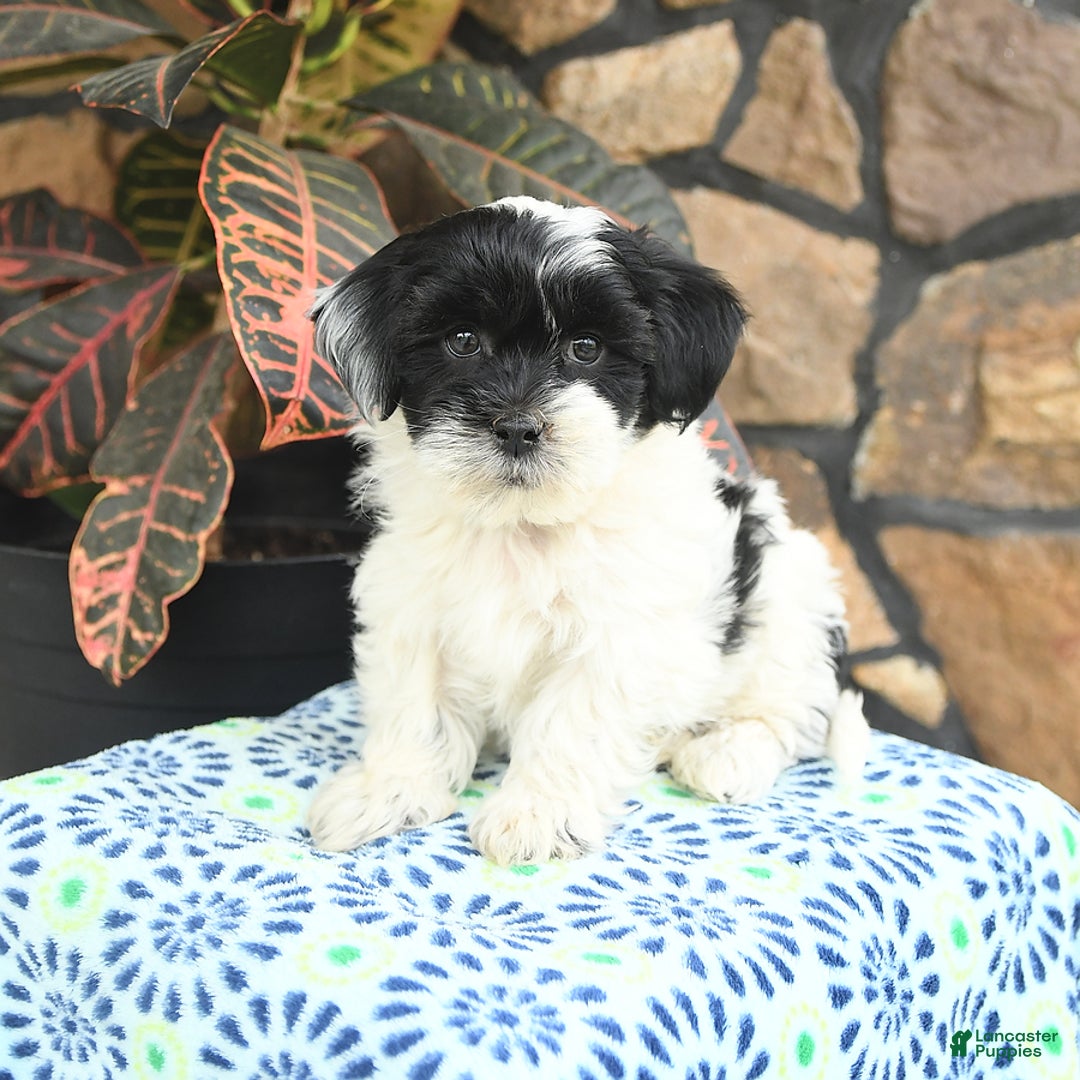 Teddy Bear dogs for sale: Blazer - Image 2