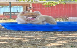 Pomsky dogs for sale: Tesla - Image 2