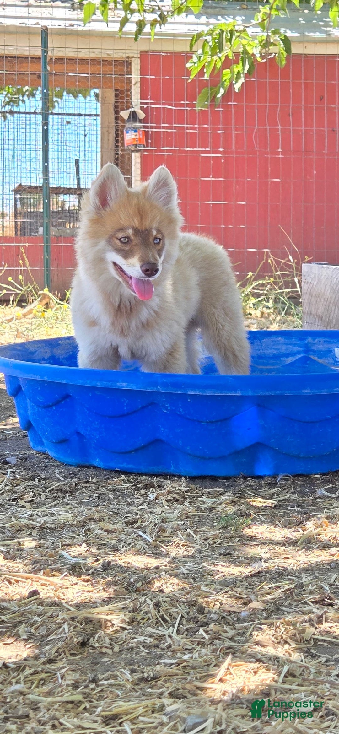 Pomsky dogs for sale: Tesla - Image 2