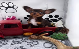Chipoo dogs for sale: Cinnamon - Image 2