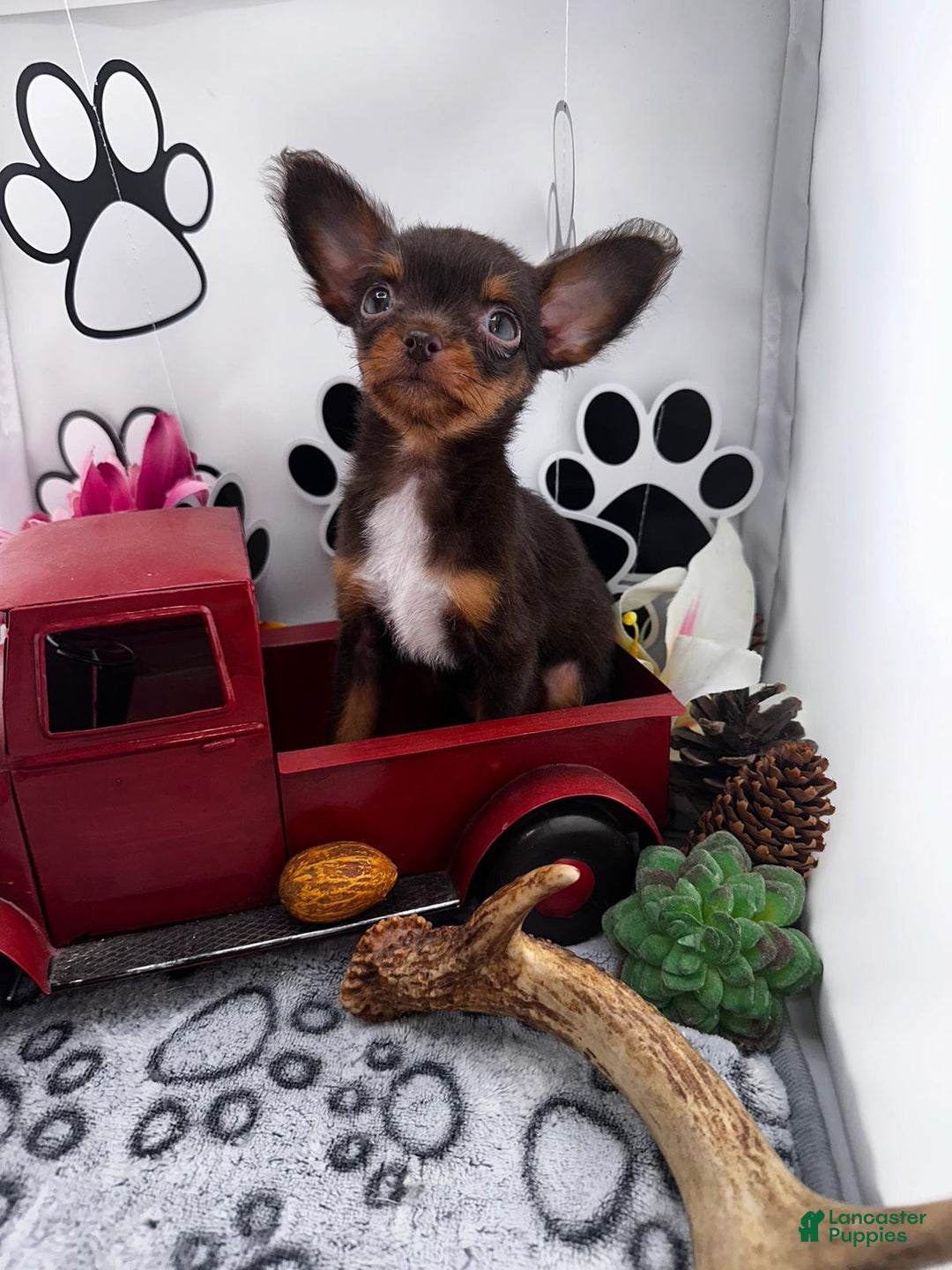 Chipoo dogs for sale: Cinnamon - Image 2