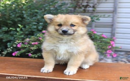Pomsky dogs for sale: Archie - Image 5