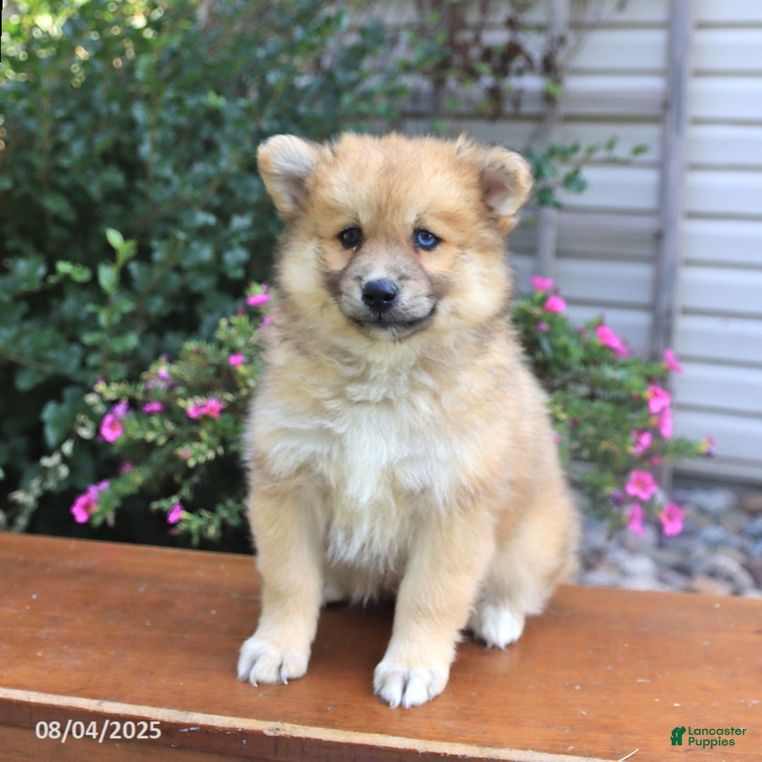 Pomsky dogs for sale: Archie - Image 5