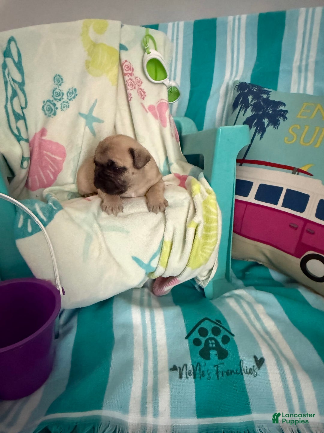 French Bulldog dogs for sale: Akc Fawn Black Mask - Image 3