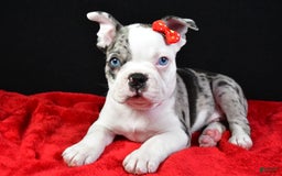 Frenchton dogs for sale: Flash - Image 9