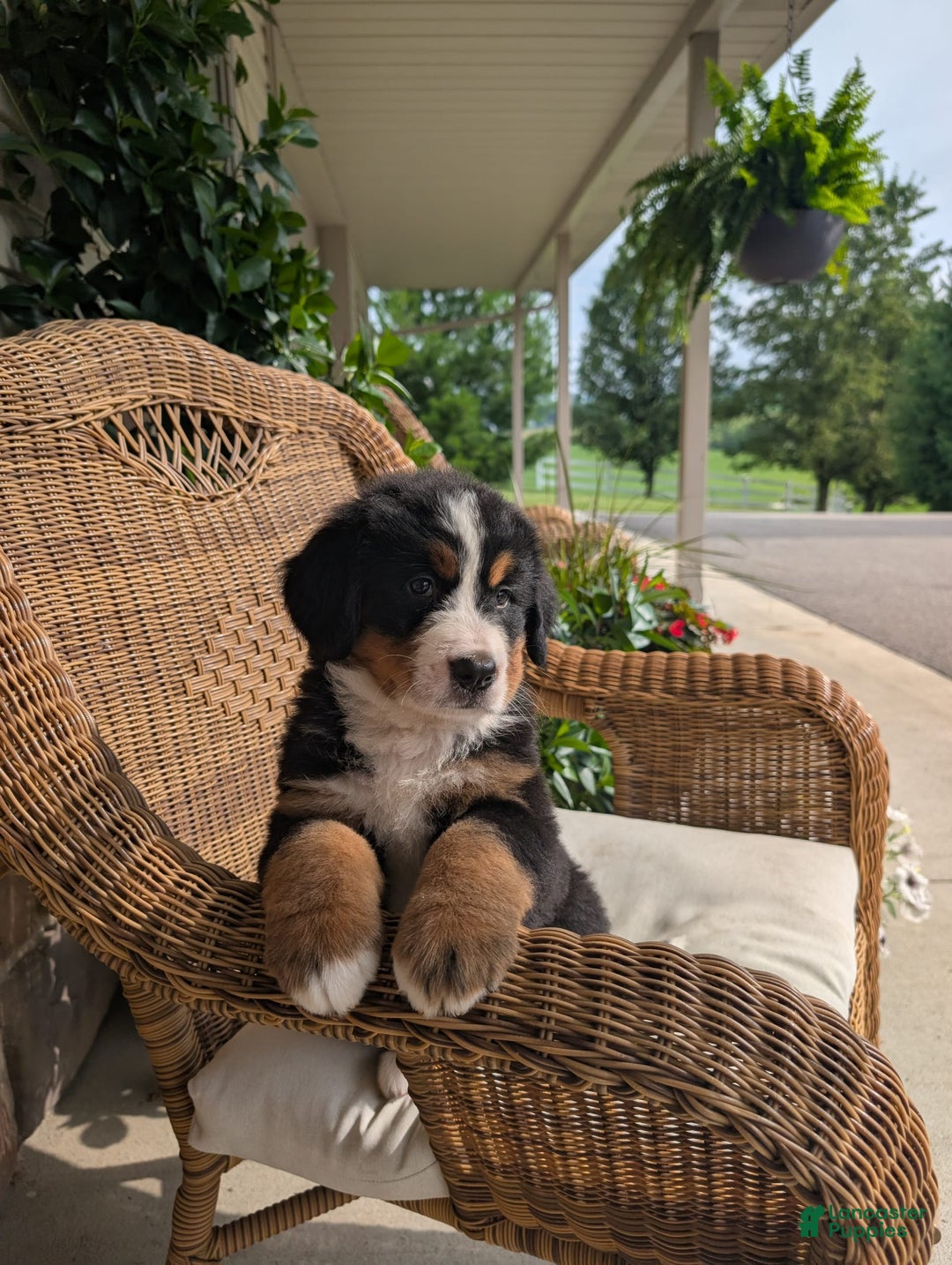 Bernese Mountain Dog dogs for sale: Harber - Image 2