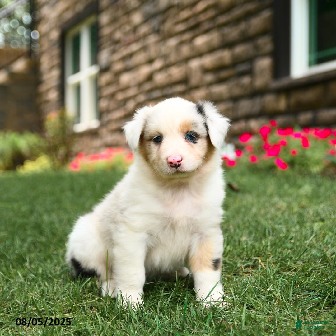 Australian Shepherd dogs for sale: Australian Shepherd 10 puppies - Image 8