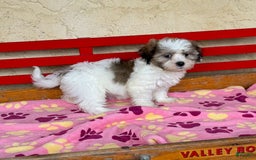 Teddy Bear dogs for sale: Devin - Image 1