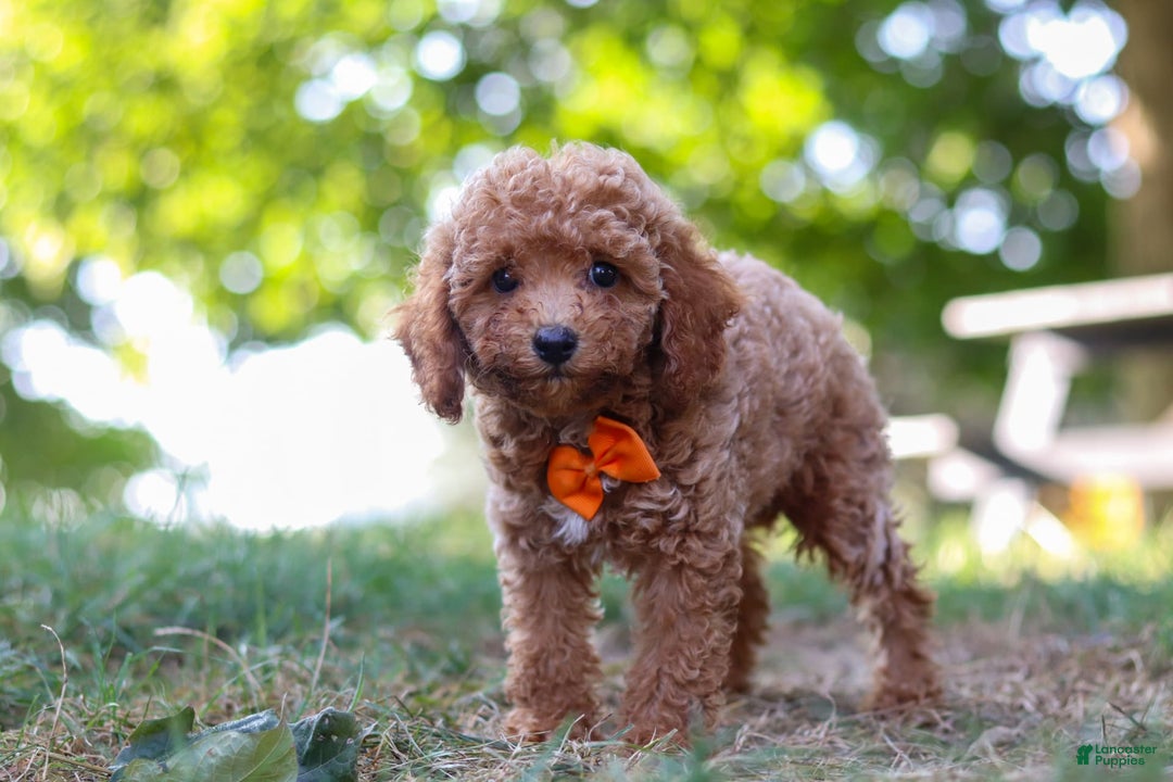 Miniature Poodle dogs for sale: Charlie - Image 1