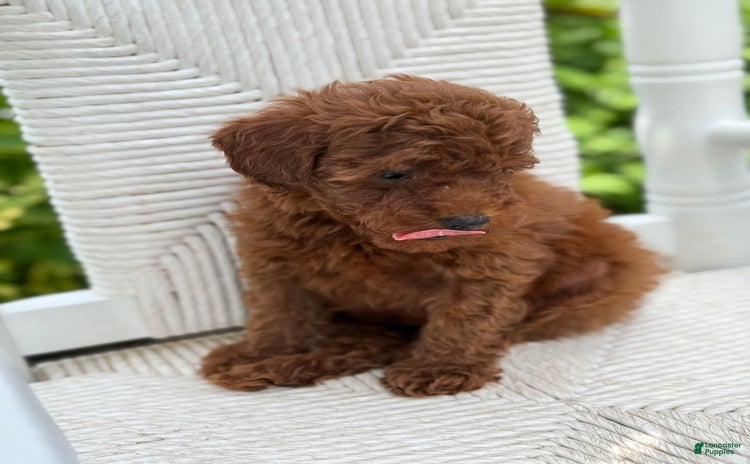 Toy Poodle dogs for sale - Ad 4