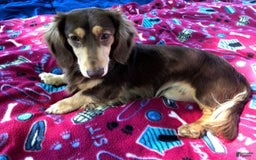 Miniature Dachshund dogs for sale: Smooth Coat Chocolate And Tan - Image 9