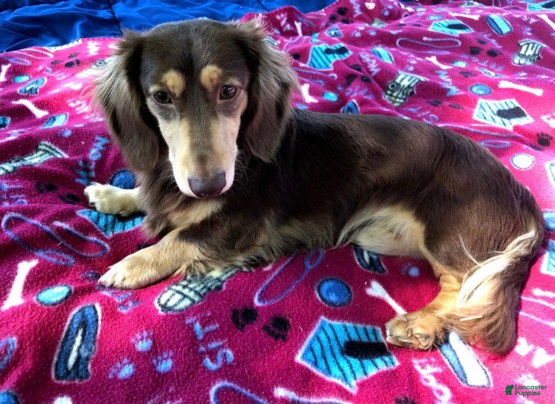 Miniature Dachshund dogs for sale: Smooth Coat Chocolate And Tan - Image 9