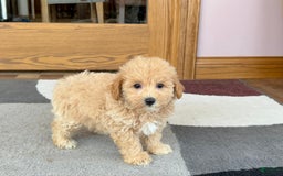 Maltipoo dogs for sale: Wyman - Image 5