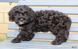 Cockapoo dogs for sale: Coco - Image 1