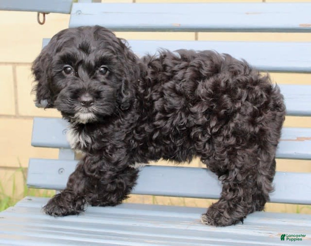 Cockapoo dogs for sale: Coco - Image 1