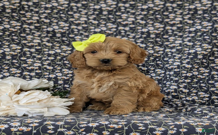 Cockapoo dogs for sale - Ad 2