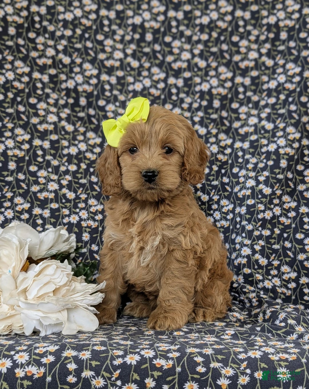 Cockapoo dogs for sale: Elaina - Image 1