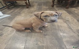 American Bully dogs for sale: Big Hoss - Image 16