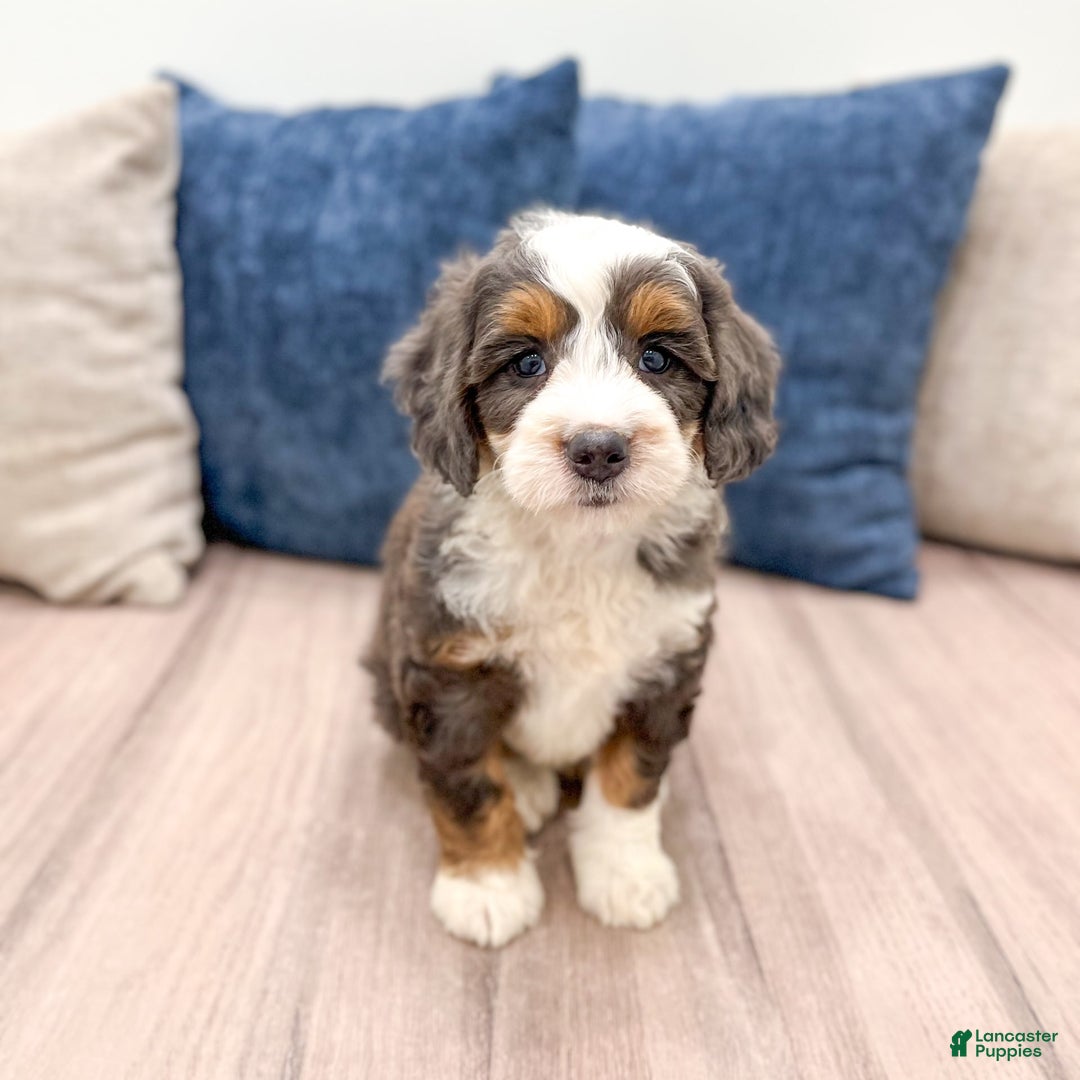 Mini Bernedoodle dogs for sale: Benson - Image 2