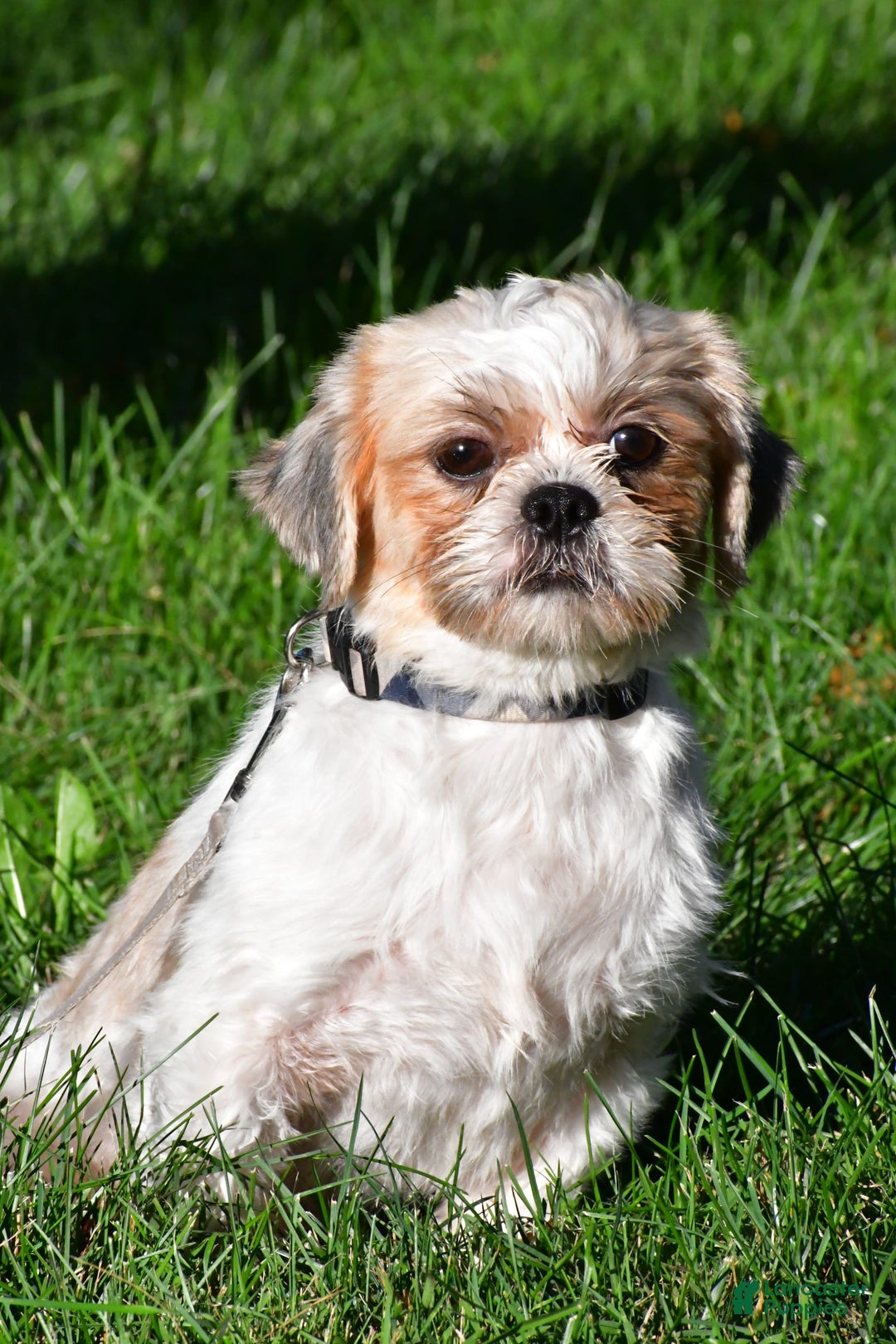 Shih Tzu dogs for sale: Jasper - Image 10