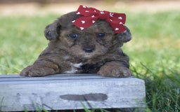 Yorkiepoo dogs for sale: Petunia - Image 7