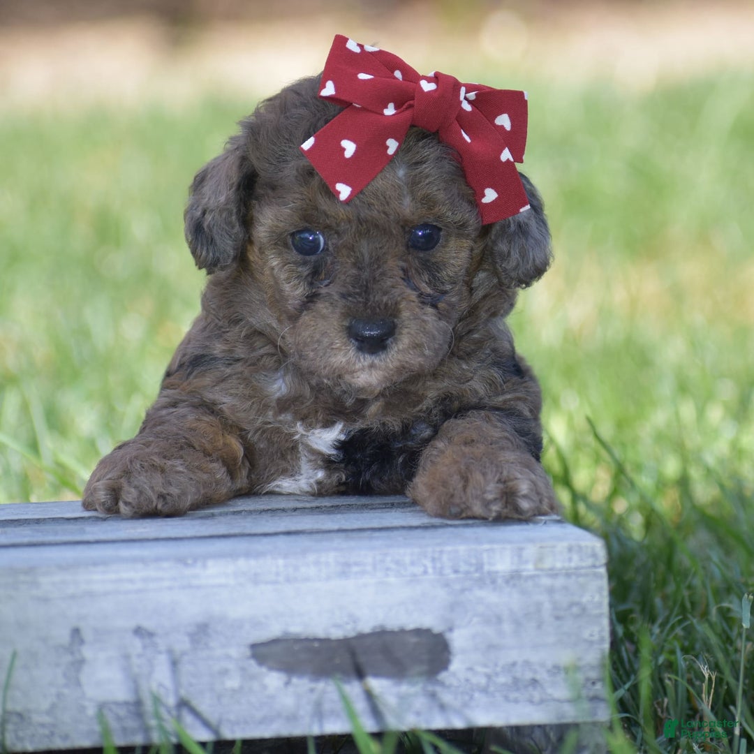 Yorkiepoo dogs for sale: Petunia - Image 7
