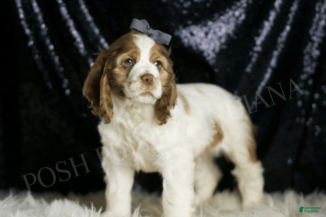 Cocker Spaniel dogs for sale: Fruitloop - Image 4