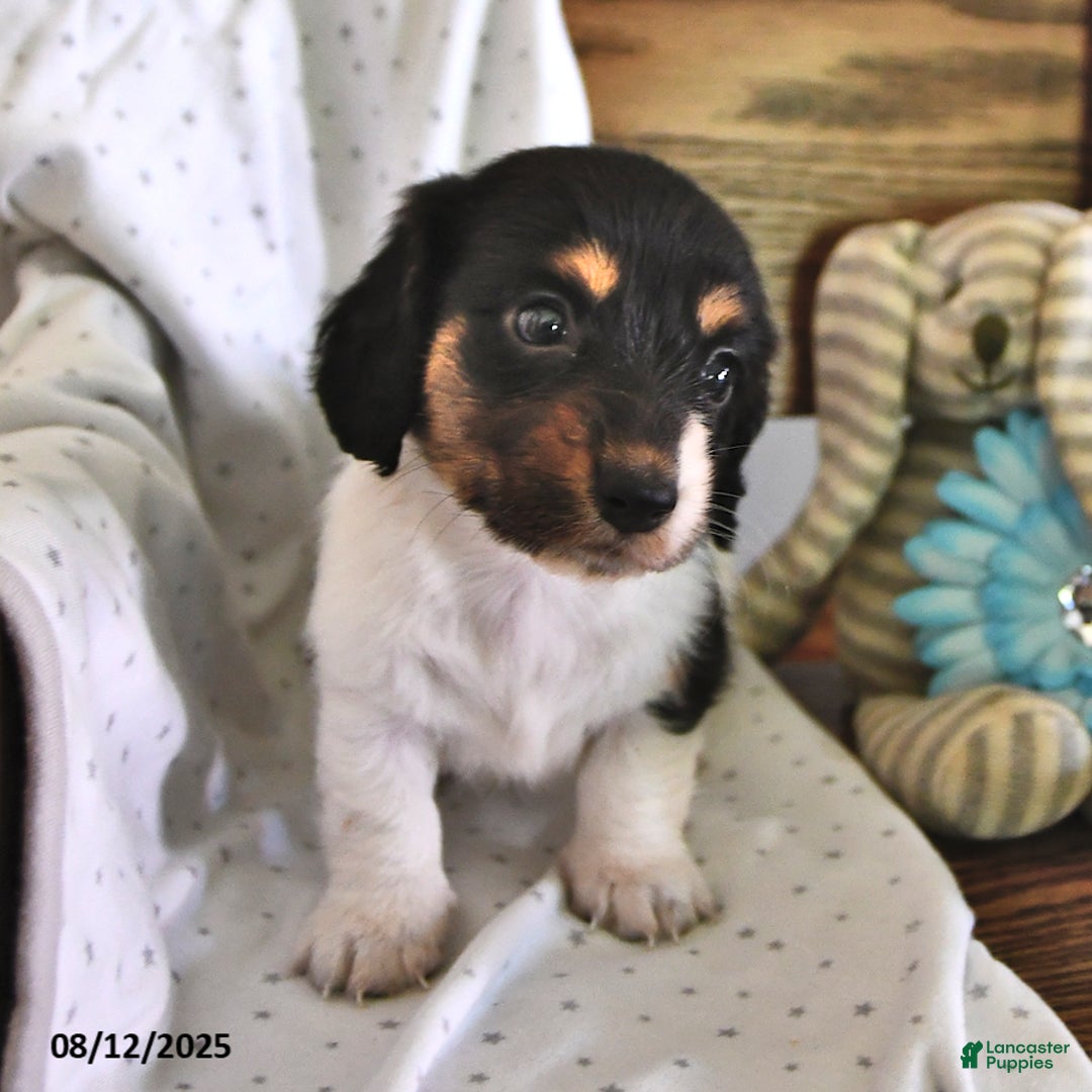 Miniature Dachshund dogs for sale: Trisha - Image 3