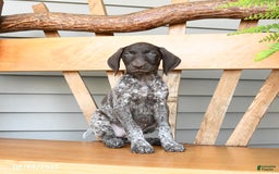 German Shorthaired Pointer dogs for sale: Basil - Image 3