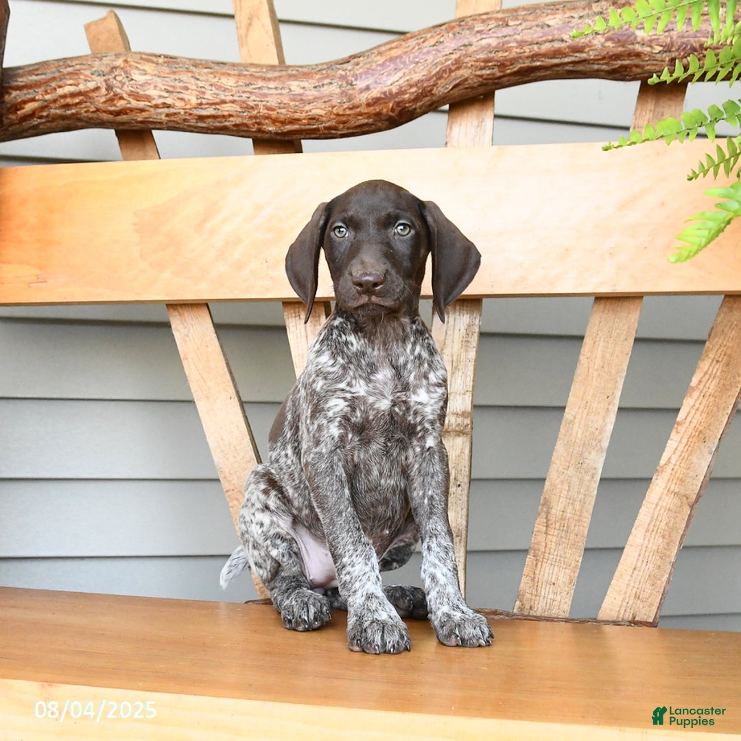 German Shorthaired Pointer dogs for sale: Basil - Image 3