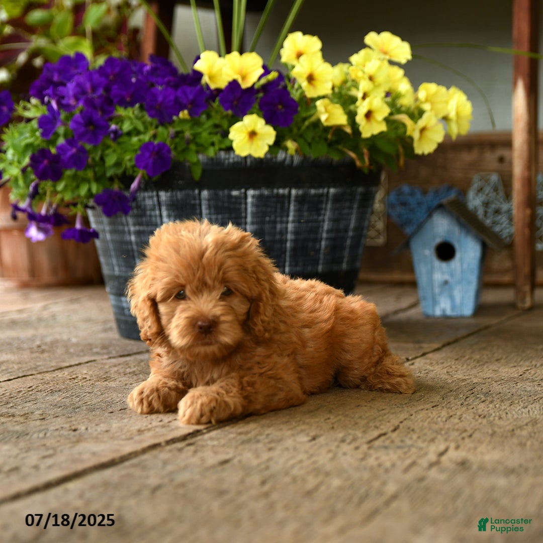 Cockapoo dogs for sale: Munchkin - Image 3