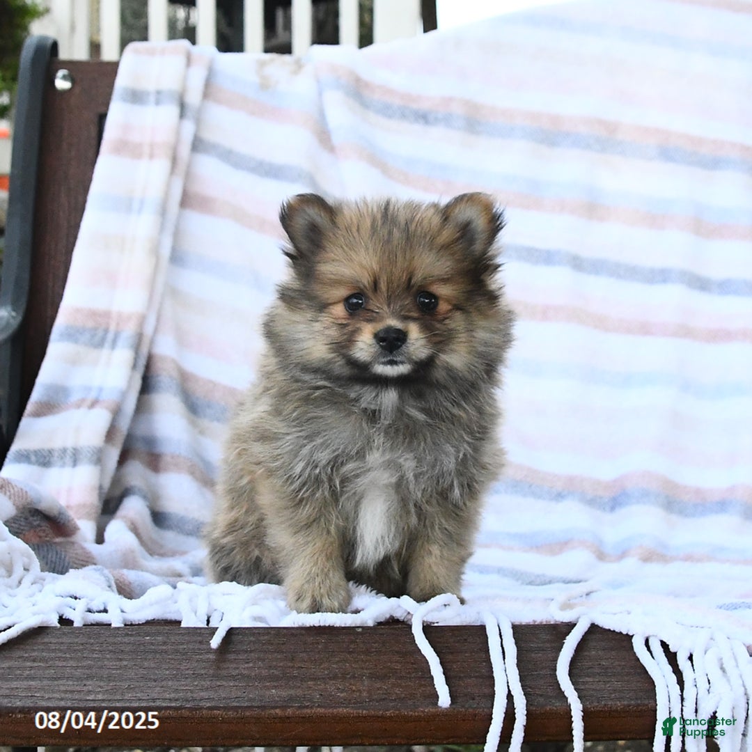 Pomeranian dogs for sale: Cinnamon - Image 3