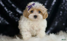 Maltipoo dogs for sale: Ariel - Image 5