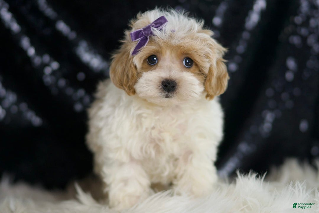 Maltipoo dogs for sale: Ariel - Image 5