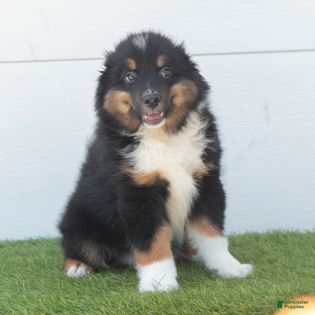 Australian Shepherd dogs for sale: Pepper - Image 7