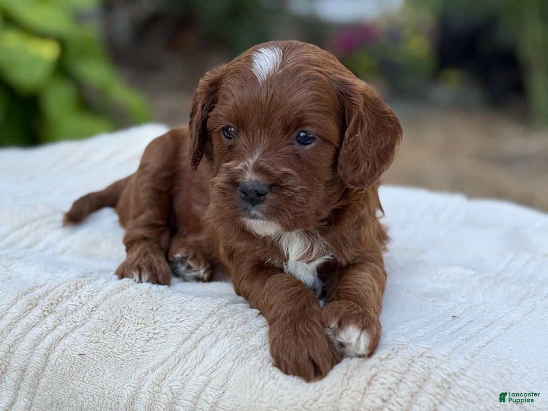 Cavapoo dogs for sale: Lincoln - Image 7