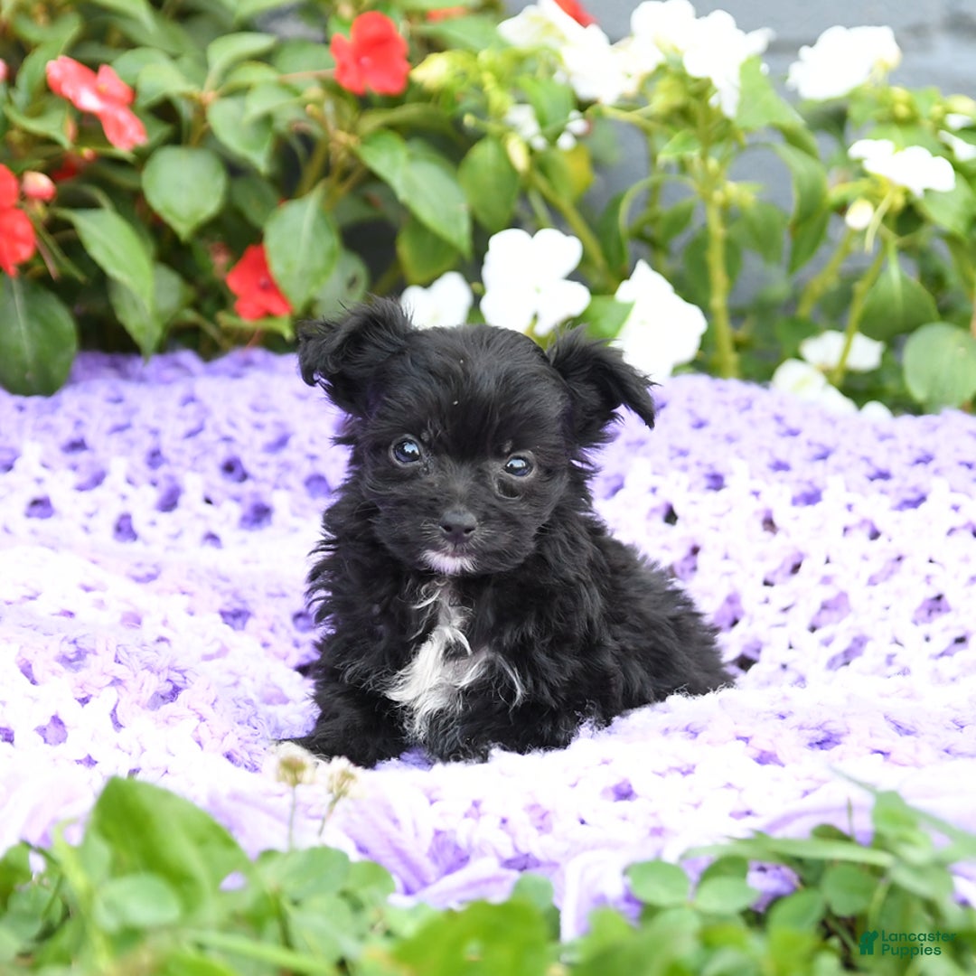 Chipoo dogs for sale: Wendy - Image 2