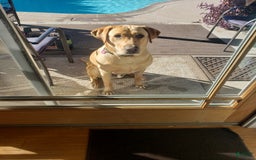 Labrador Retriever dogs for sale: Rapunzal - Image 8