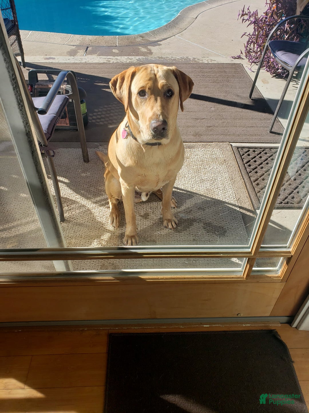 Labrador Retriever dogs for sale: Rapunzal - Image 8