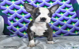 Boston Terrier dogs for sale: Billy - Image 3