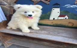 Samoyed dogs for sale: River - Image 1