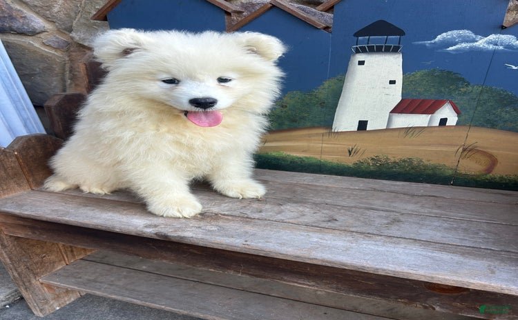 Samoyed dogs for sale - Ad 1