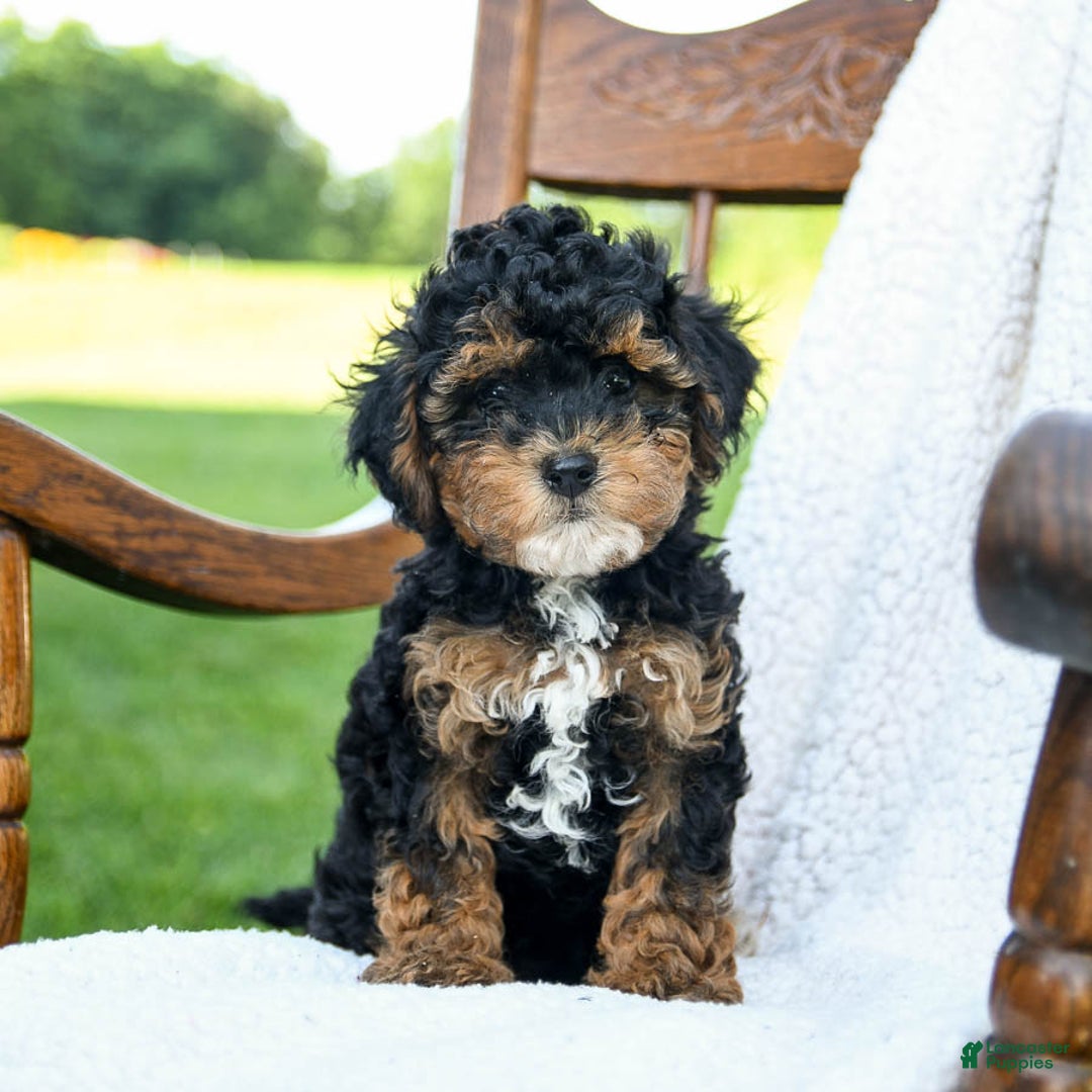 Havapoo dogs for sale: Pickles - Image 2