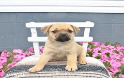 Pug dogs for sale: Paddy - Image 1