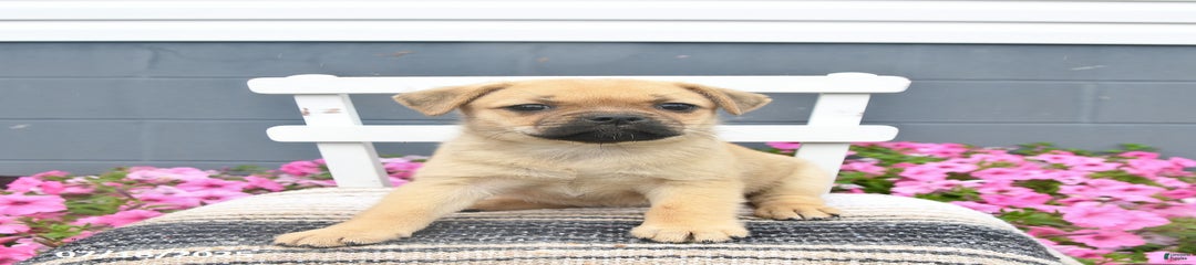 Paddy