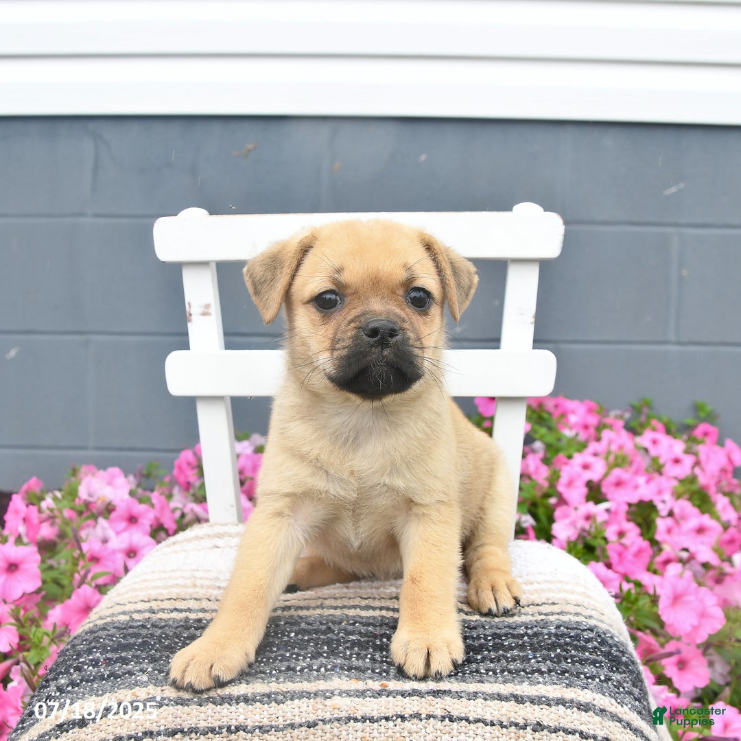 Pug dogs for sale: Paddy - Image 1