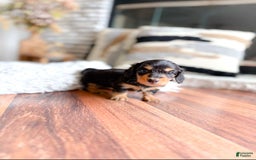 Miniature Dachshund dogs for sale: Grace - Image 1