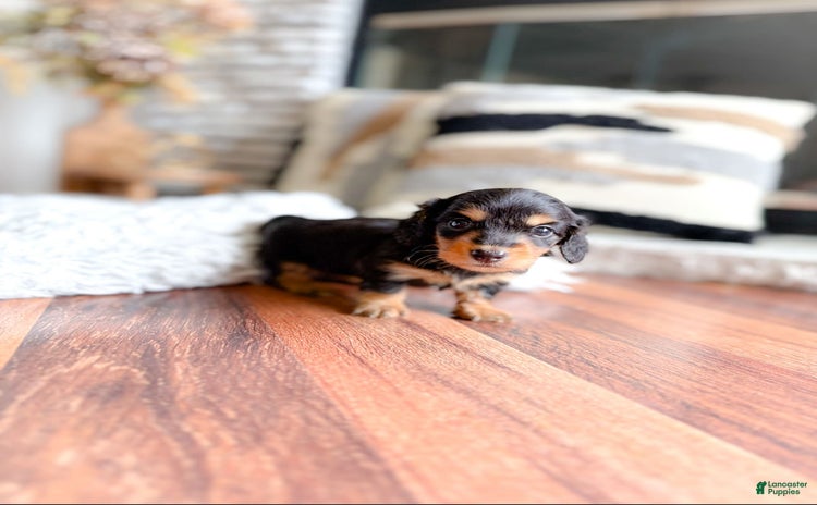 Miniature Dachshund dogs for sale - Ad 4