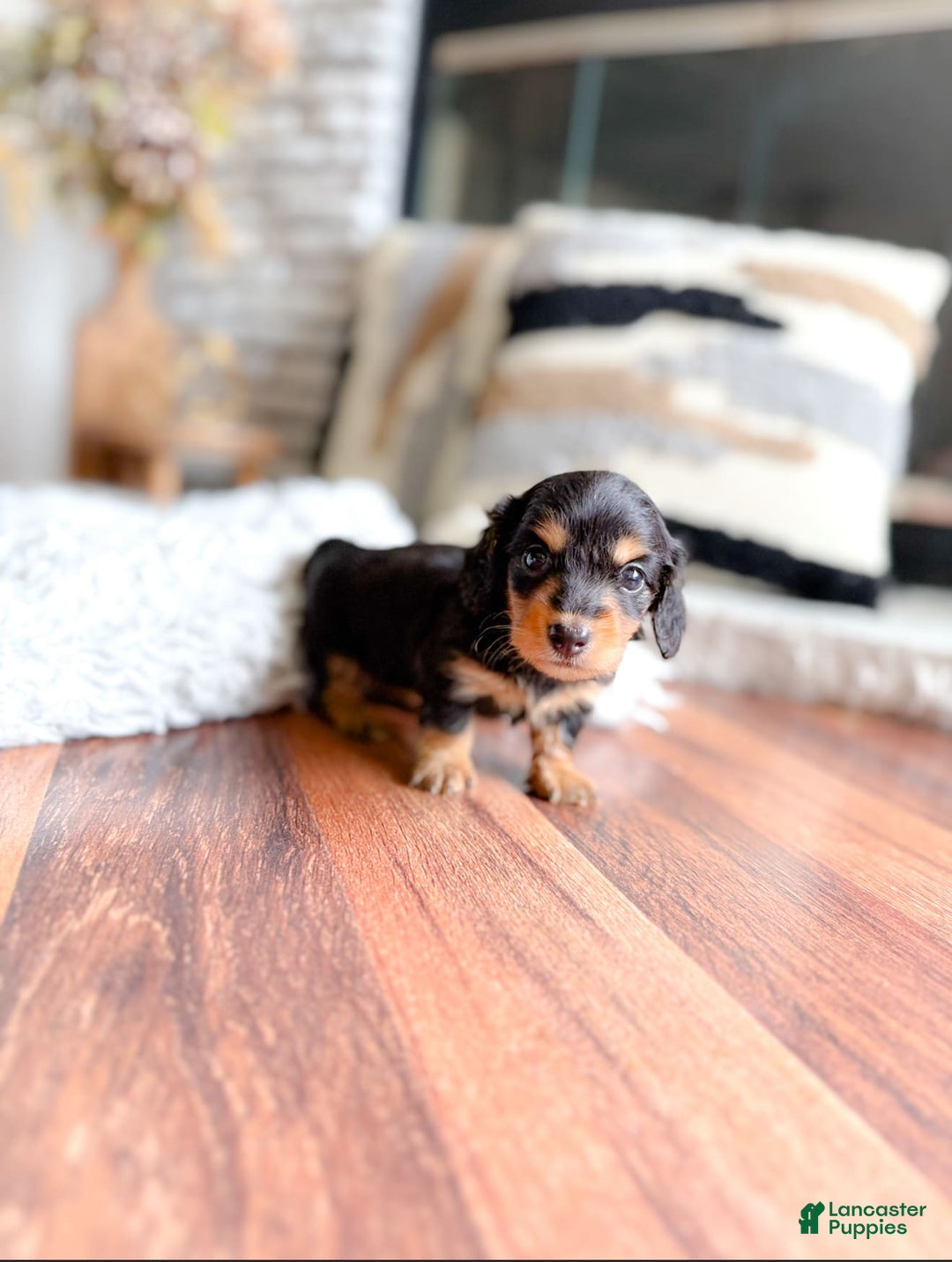 Miniature Dachshund dogs for sale: Grace - Image 1
